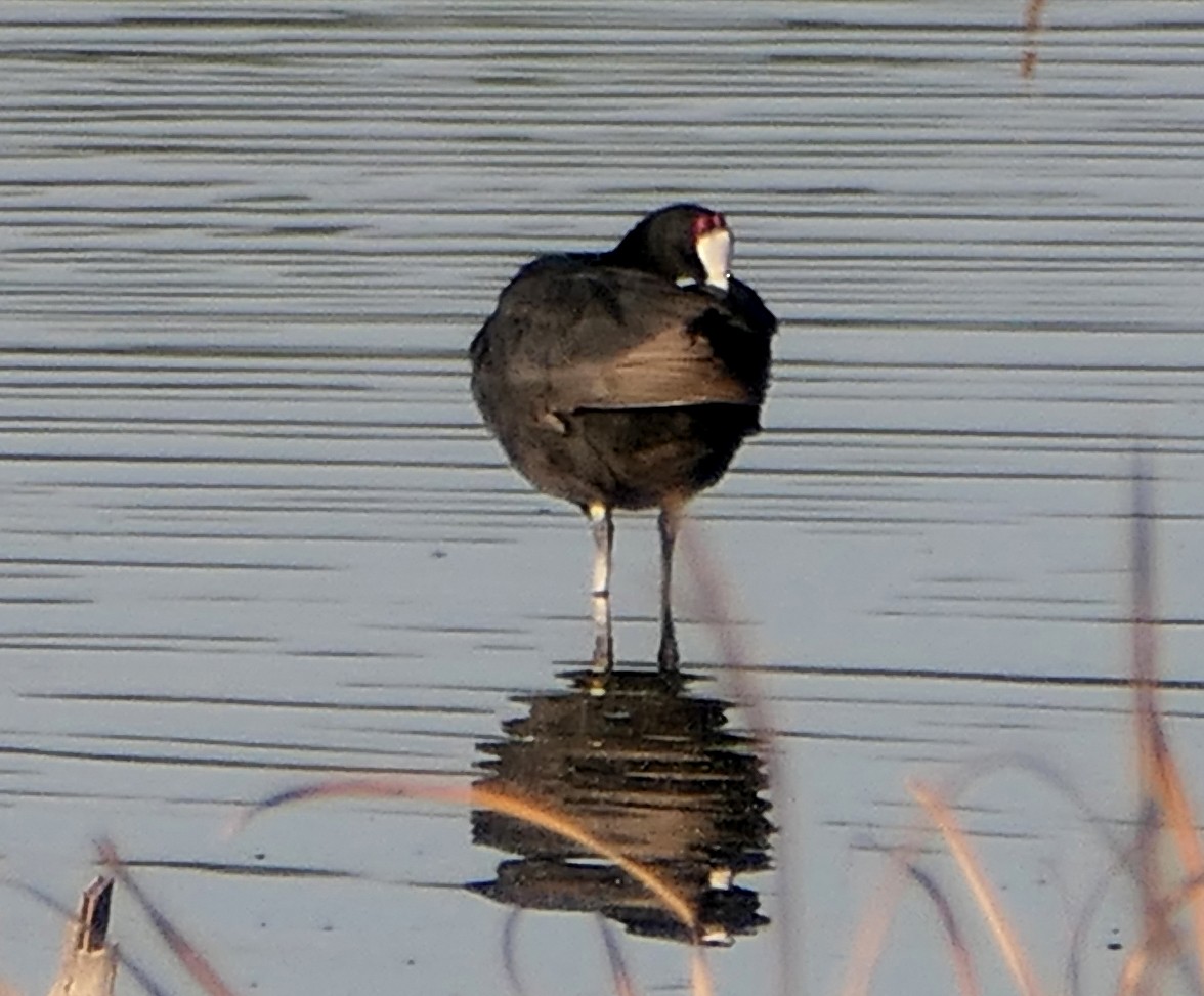 Red-knobbed Coot - ML609130775