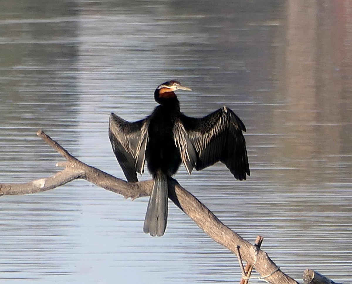 African Darter - ML609130795