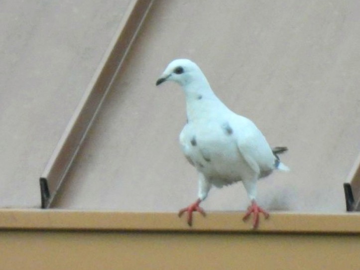 Сизый голубь (Одомашненного типа) - ML609130823