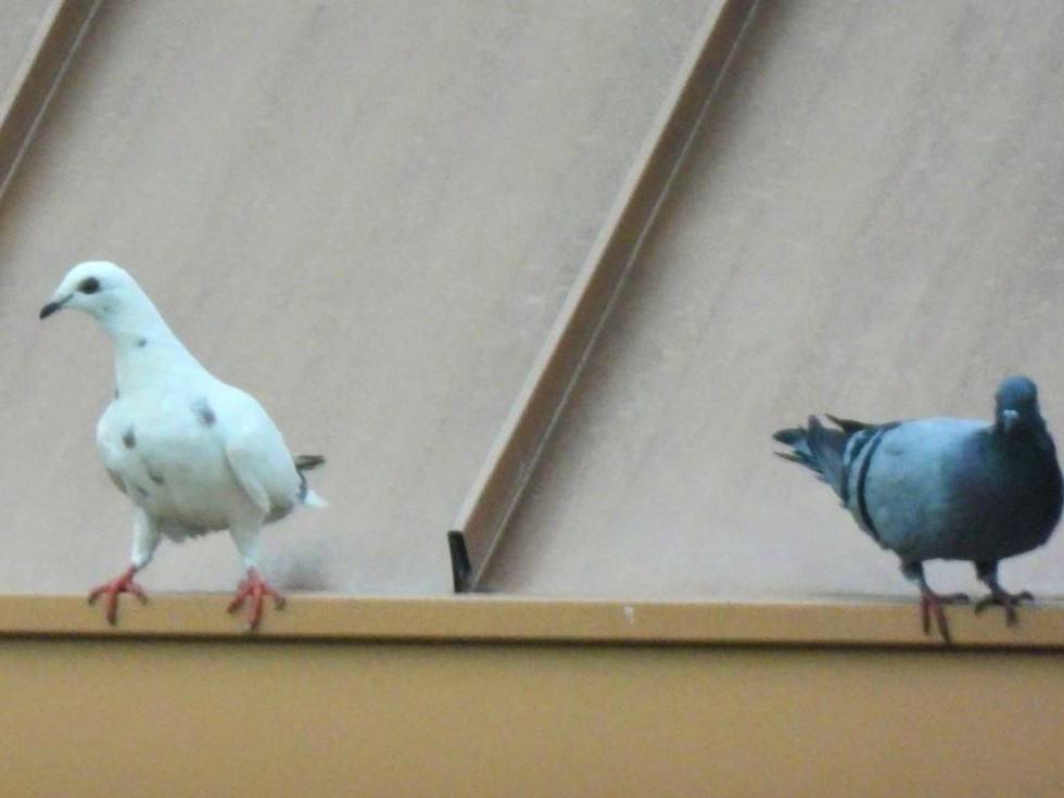 Rock Pigeon (Feral Pigeon) - Jeanene Daniels