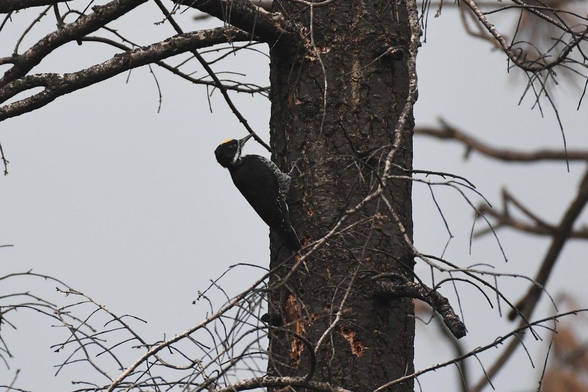 Black-backed Woodpecker - ML609131042