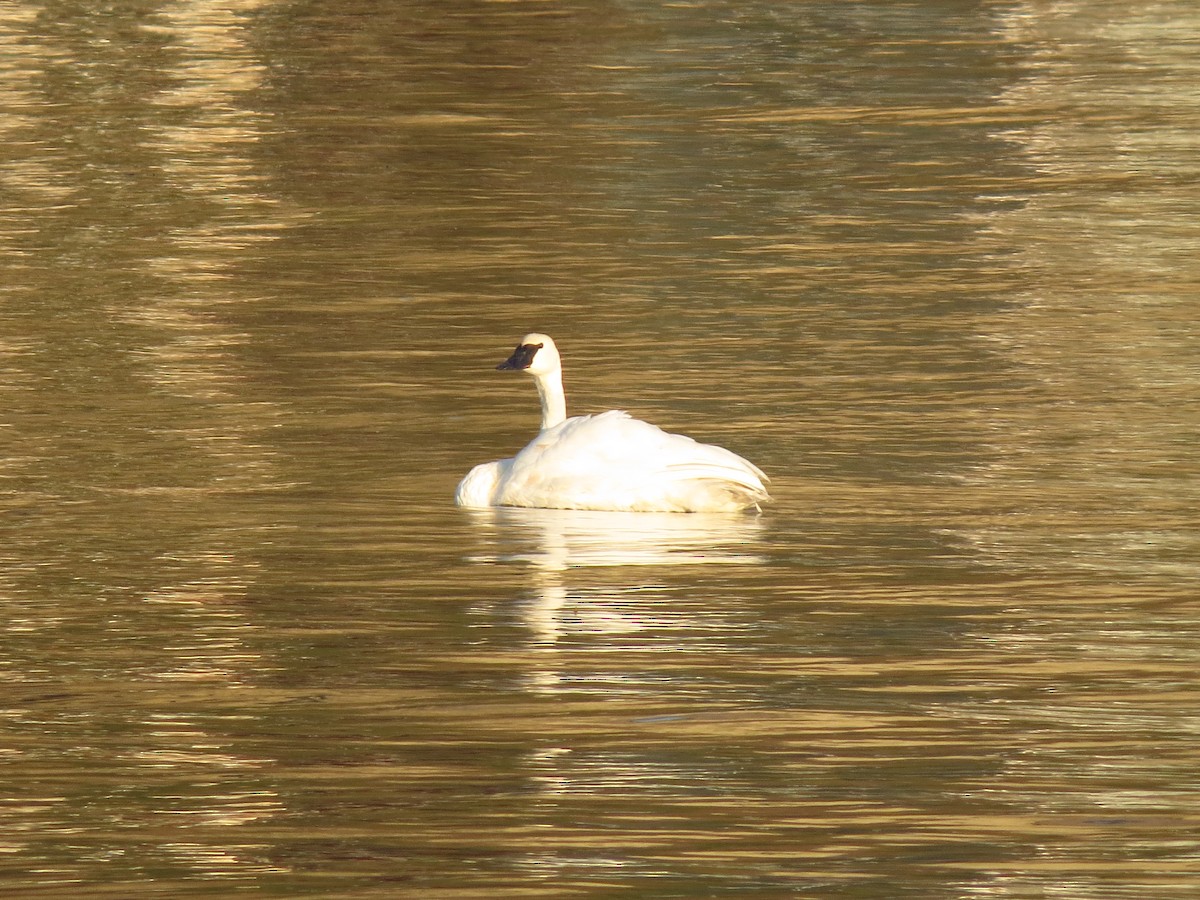 Trumpeter Swan - ML609131049