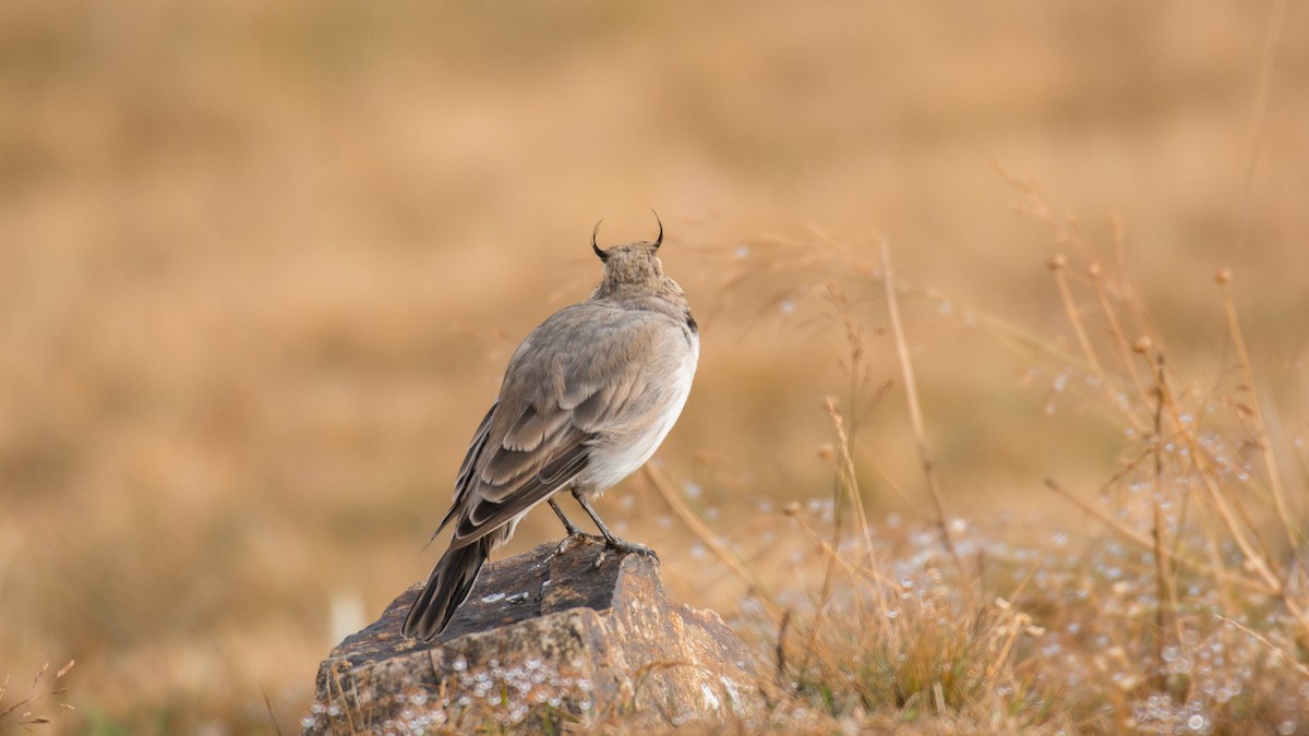 Horned Lark - ML609131069