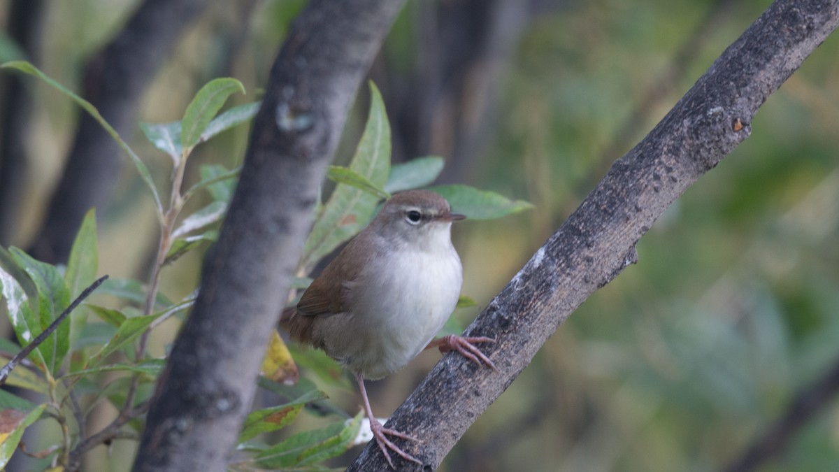 Cetti's Warbler - ML609131072