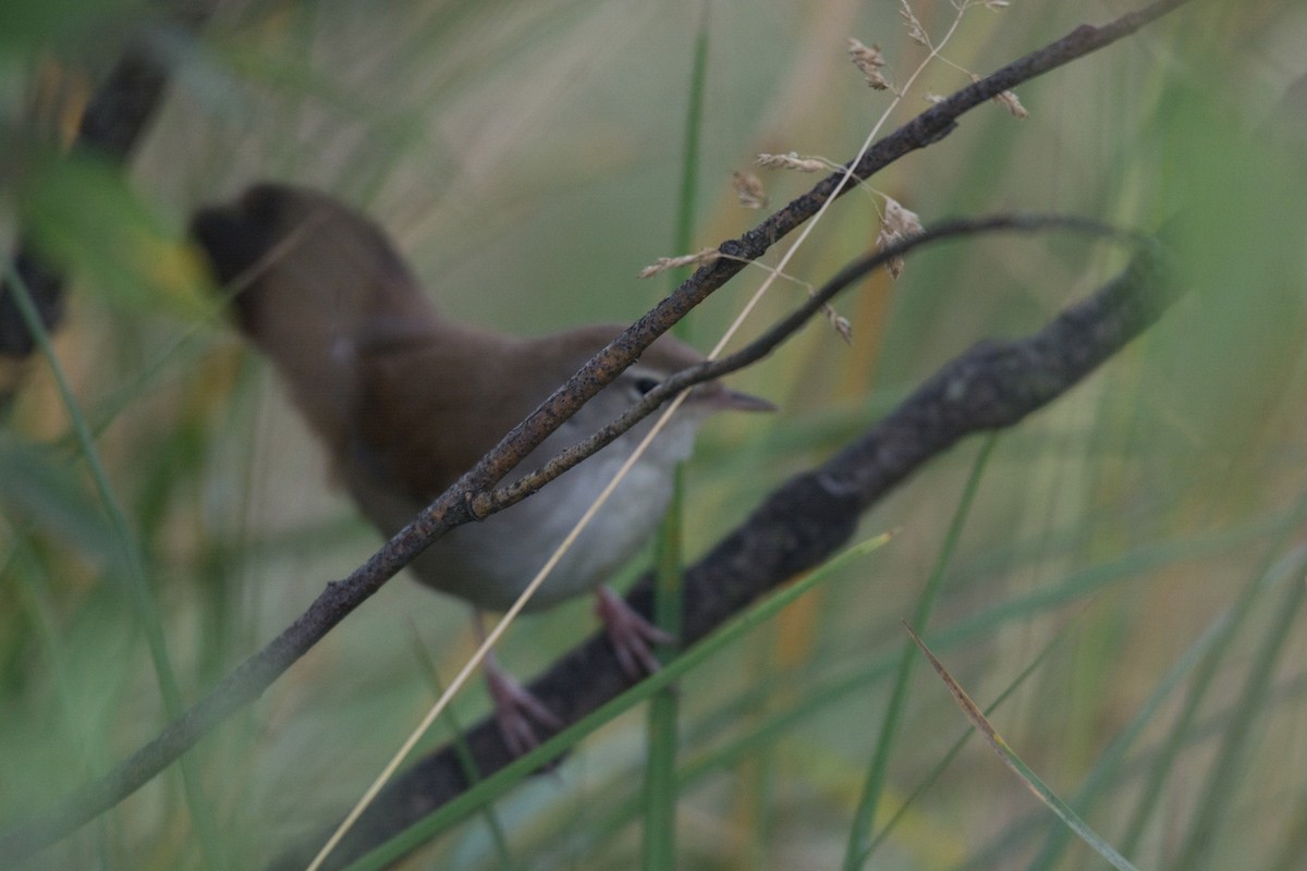 Cetti's Warbler - ML609131073