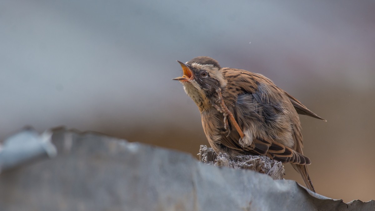 Radde's Accentor - ML609131084