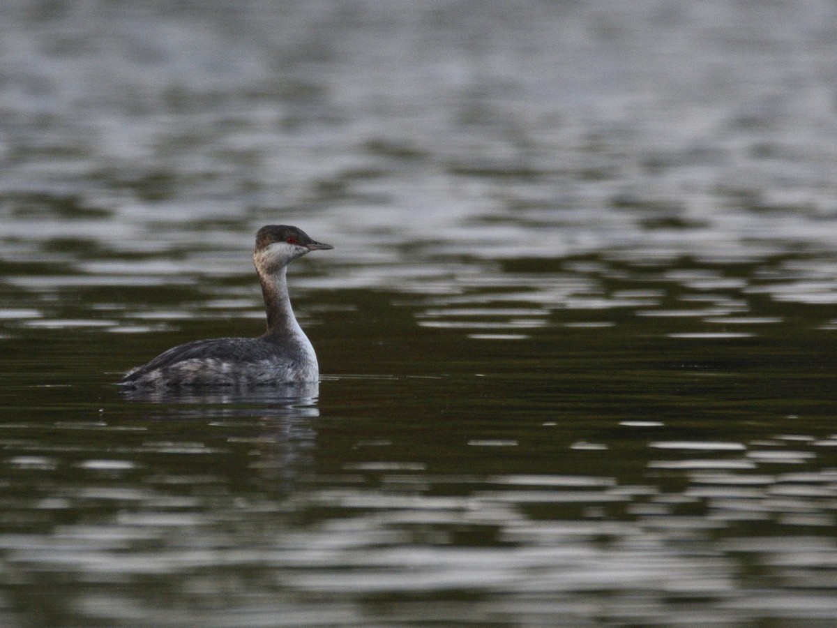 Horned Grebe - ML609131085