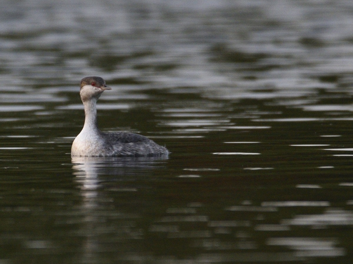 Horned Grebe - ML609131088