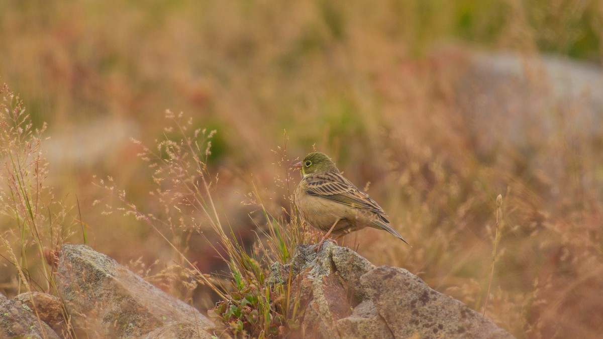 Ortolan Bunting - ML609131090