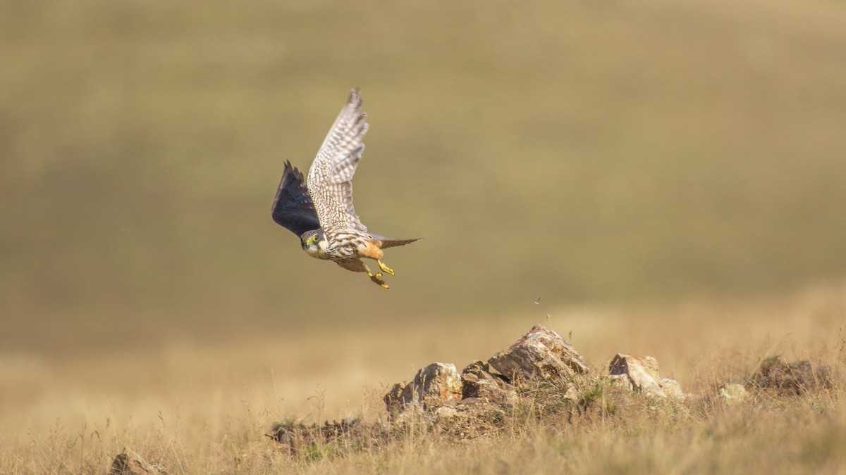 Eurasian Hobby - ML609131101
