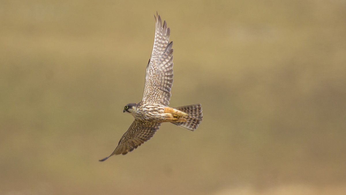 Eurasian Hobby - ML609131102