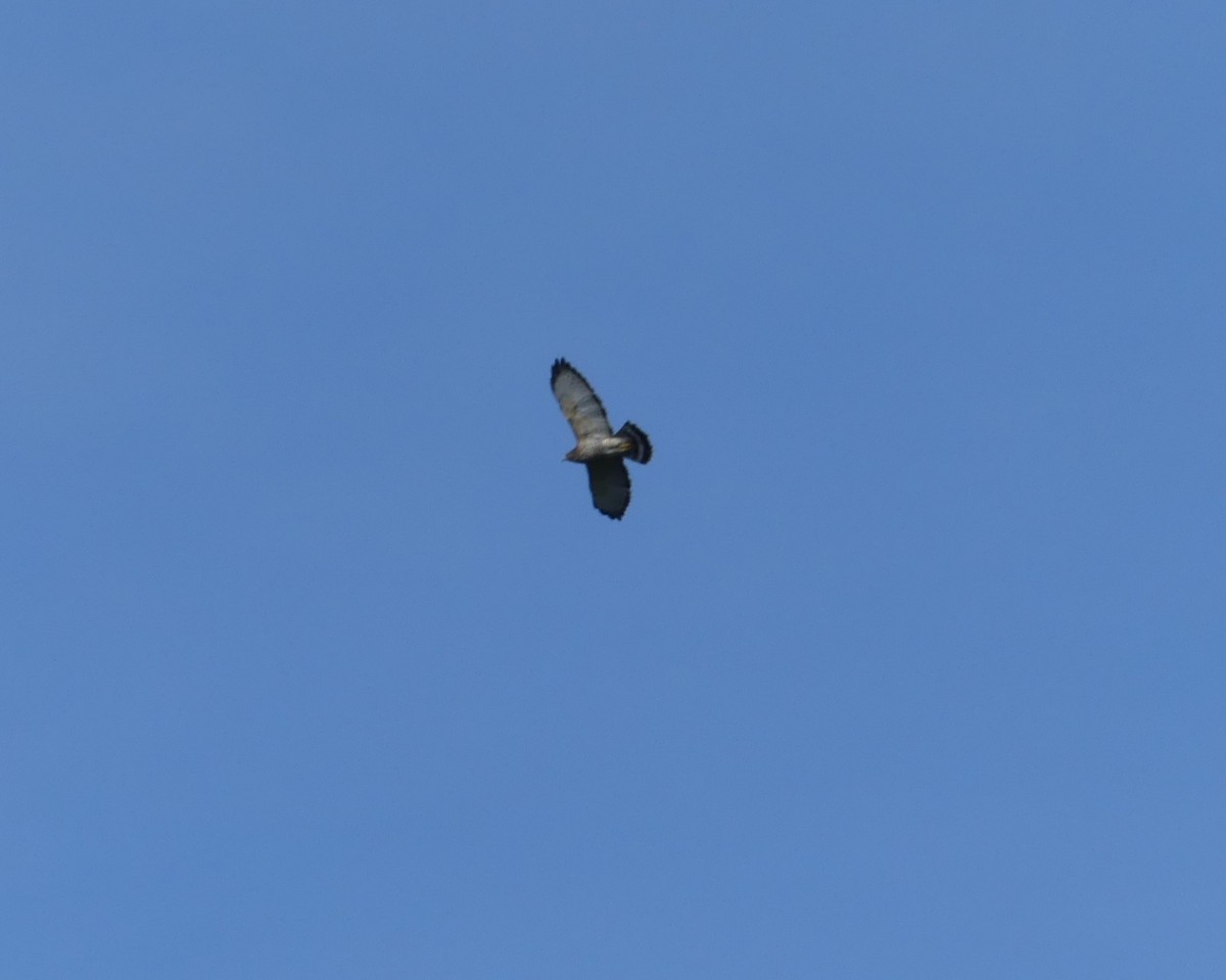 Broad-winged Hawk - ML609131106