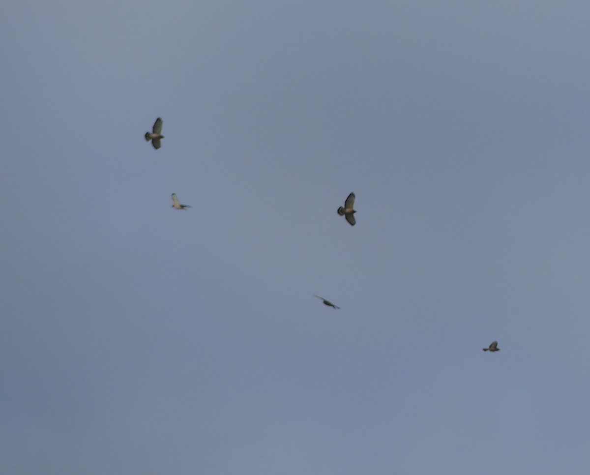 Broad-winged Hawk - Emily Huang