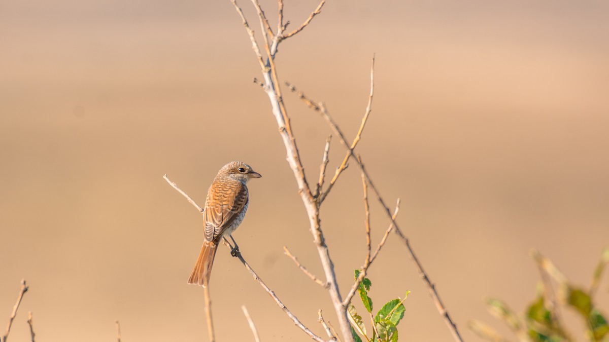 Red-backed Shrike - ML609131112