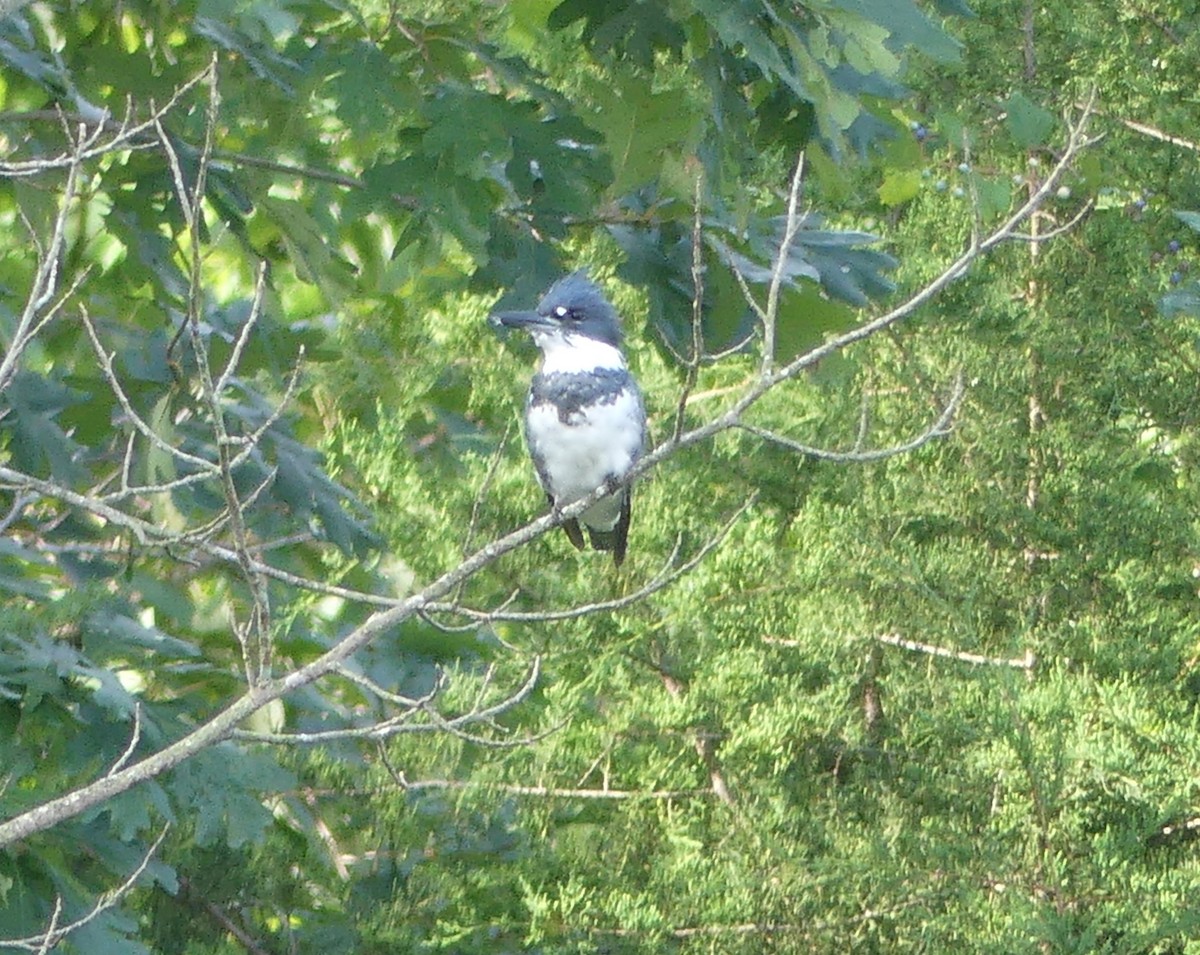 Belted Kingfisher - Emily Huang