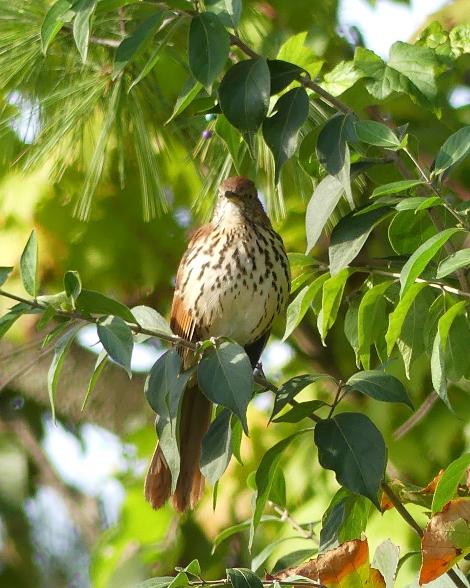 Brown Thrasher - ML609131137