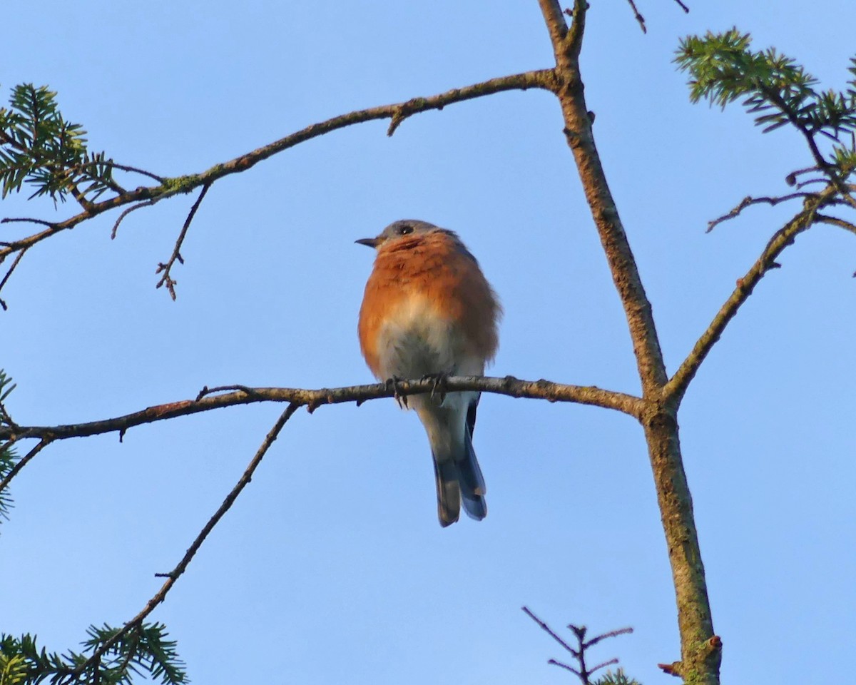 Eastern Bluebird - ML609131158