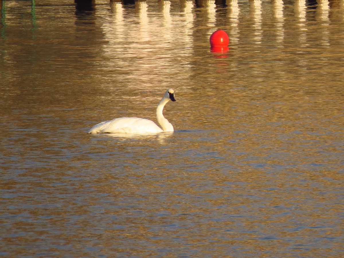 Trumpeter Swan - ML609131162