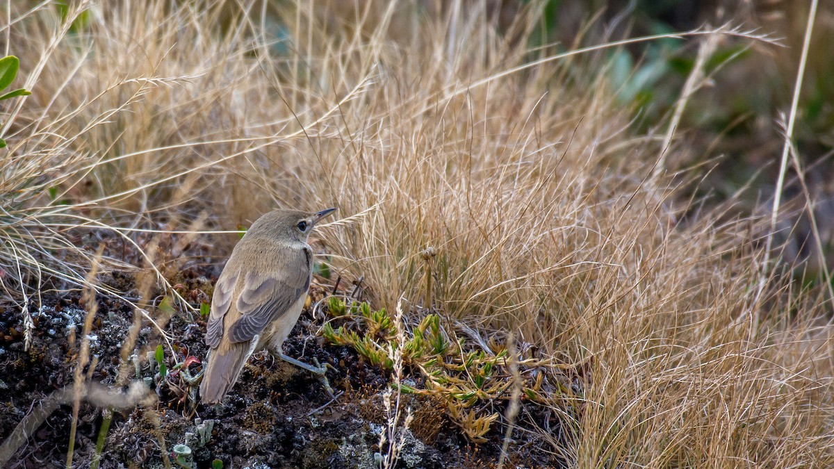 Common Reed Warbler - ML609131267