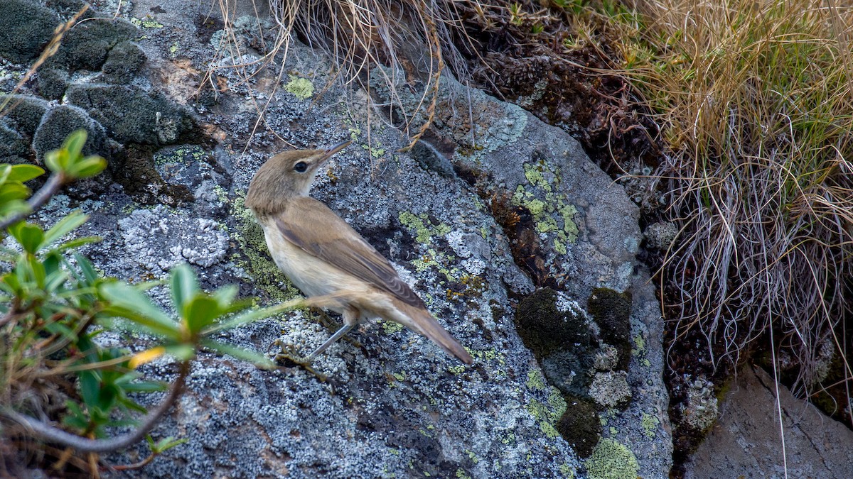 Common Reed Warbler - ML609131268