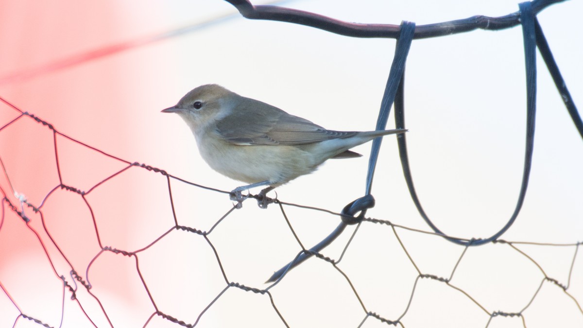 Garden Warbler - ML609131273