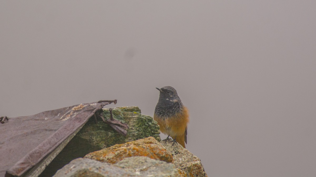 Black Redstart - ML609131277