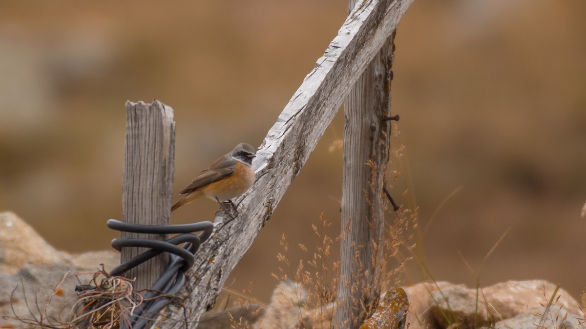 Common Redstart - ML609131285