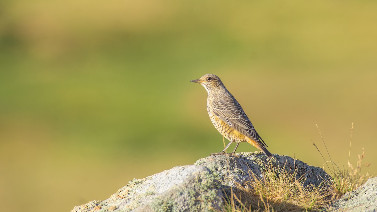 Rufous-tailed Rock-Thrush - ML609131291