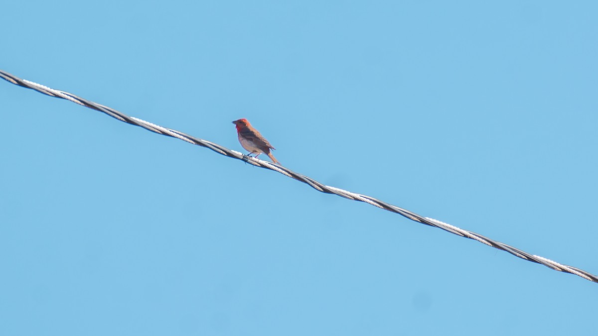 Common Rosefinch - ML609131336