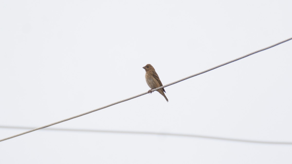Common Rosefinch - ML609131337