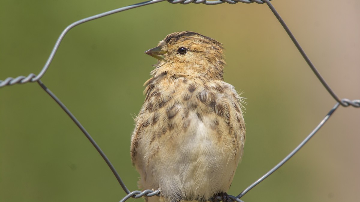Twite - ML609131351
