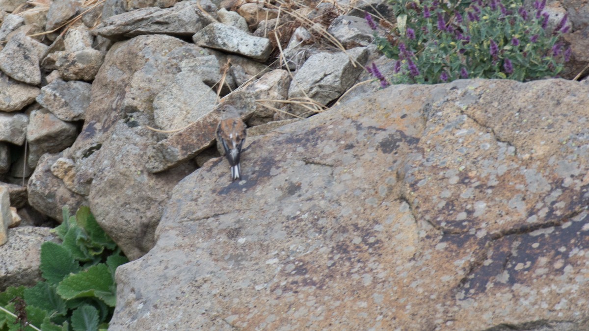 Eurasian Linnet - ML609131363