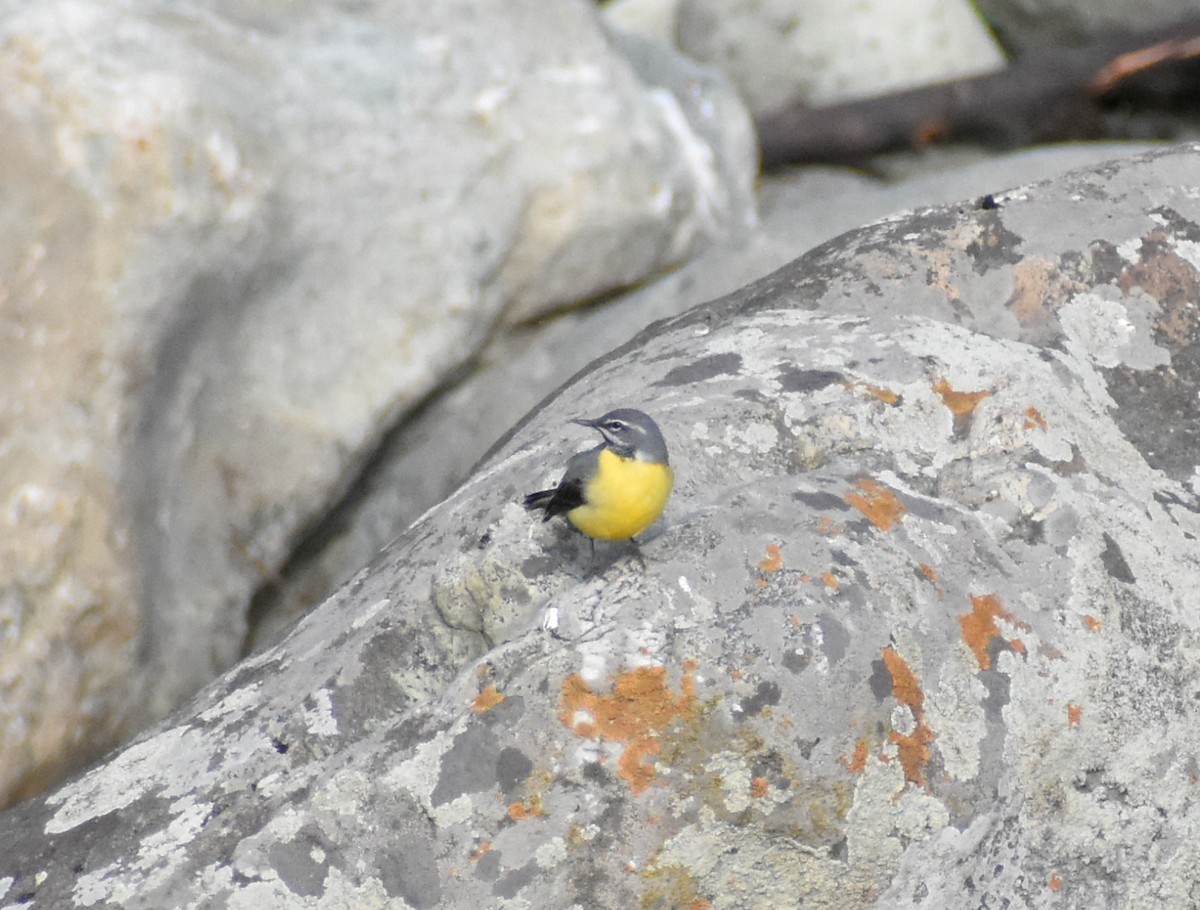 Gray Wagtail - ML609131369