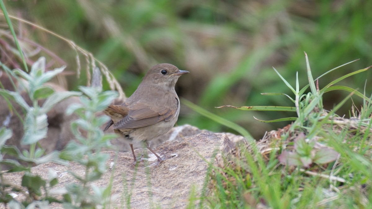 Thrush Nightingale - ML609131380