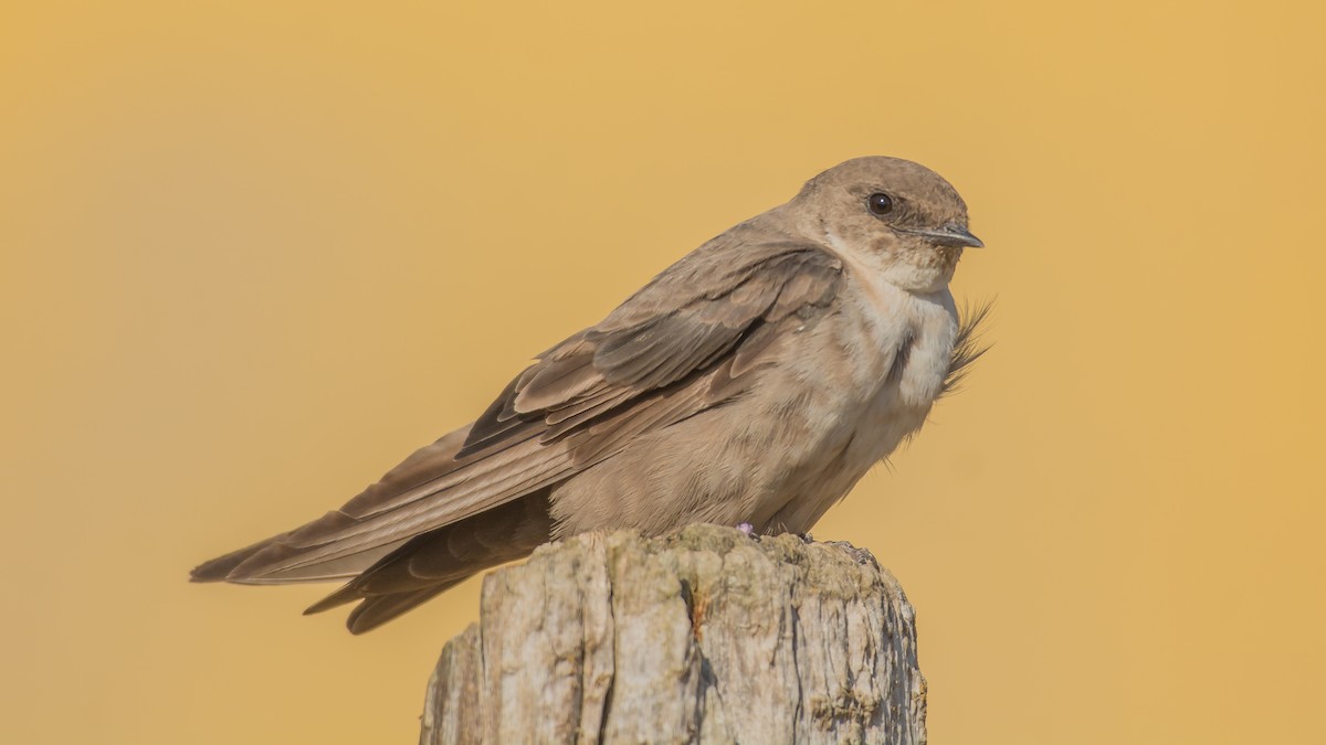 Eurasian Crag-Martin - ML609131399