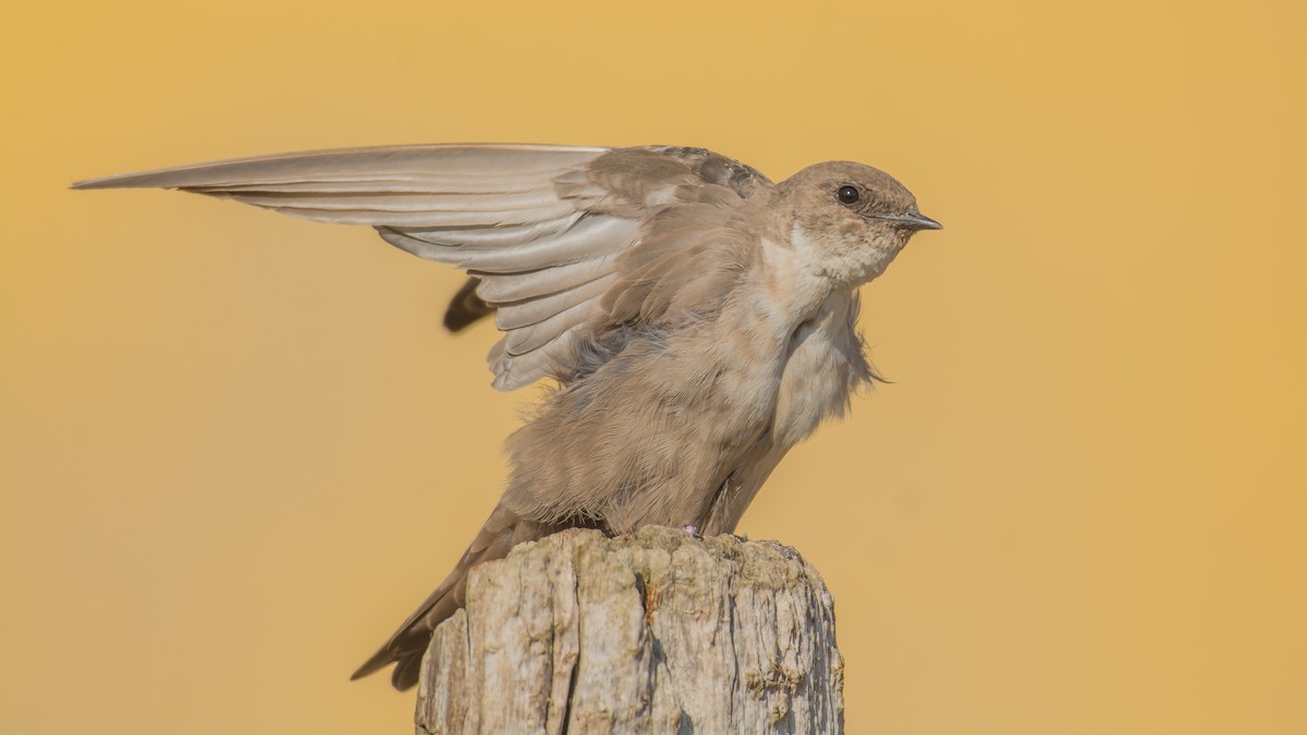 Eurasian Crag-Martin - ML609131400