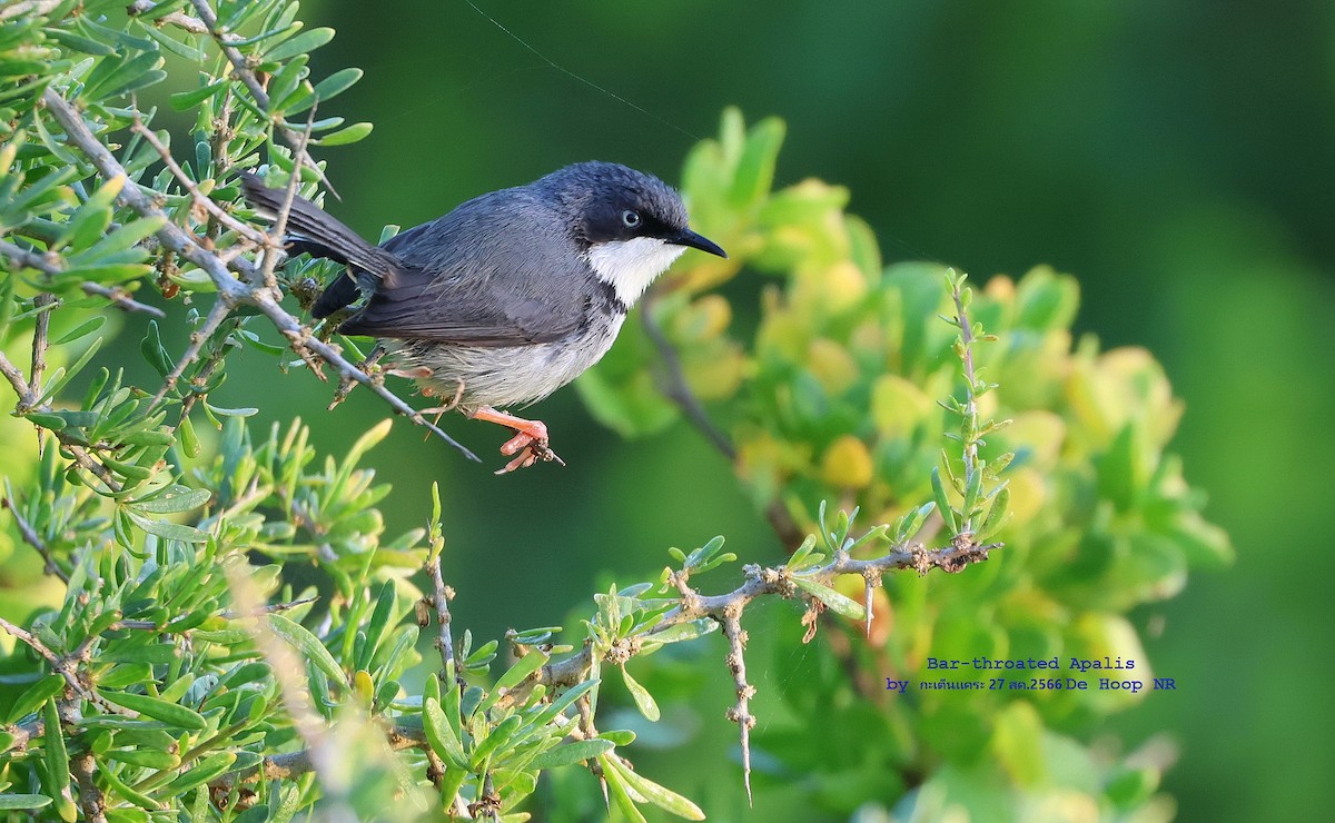 Bar-throated Apalis - ML609131407