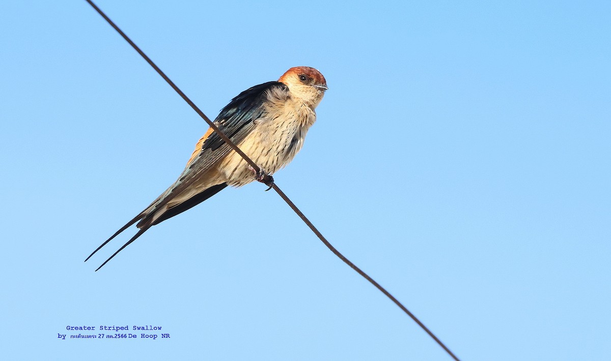 Greater Striped Swallow - Argrit Boonsanguan