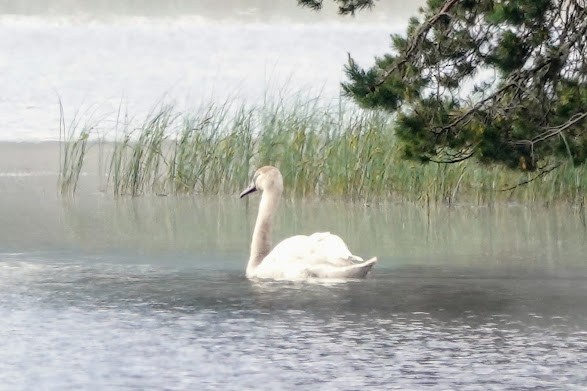 Хуруут хун - ML609131420