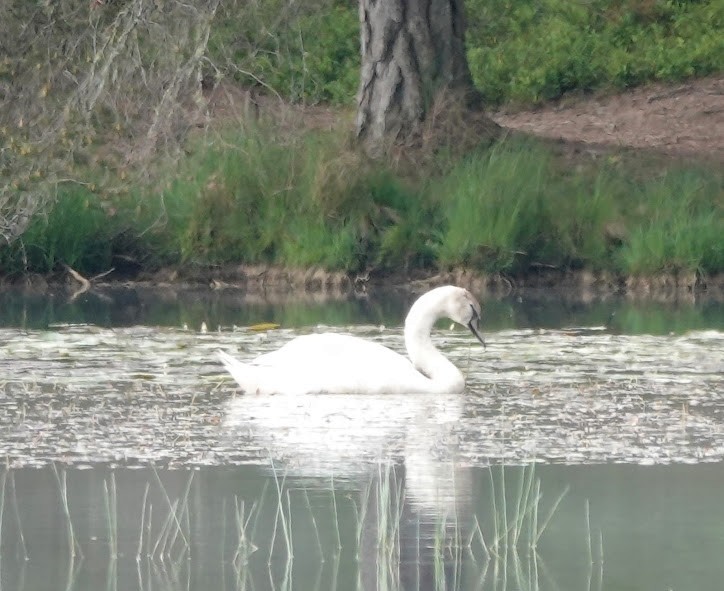 Хуруут хун - ML609131421