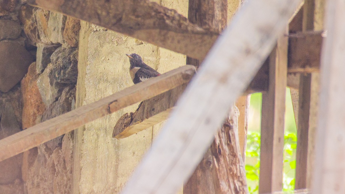 Ring Ouzel - ML609131424