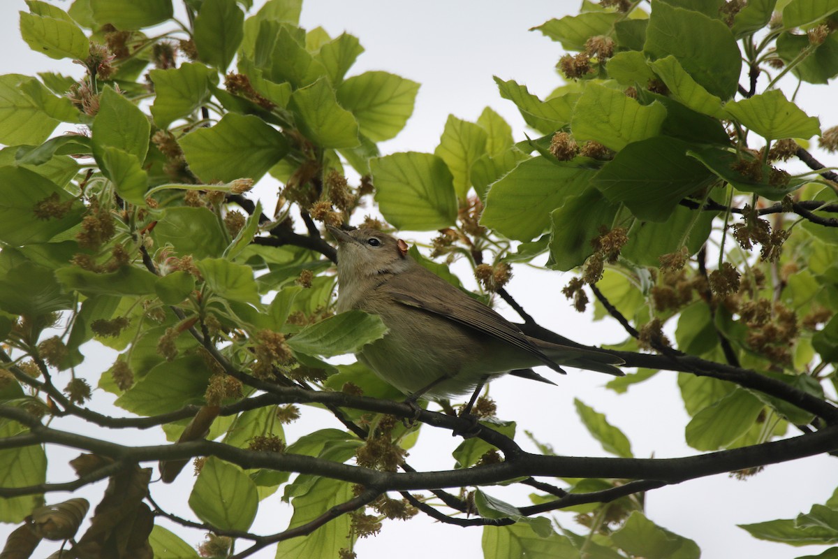 Garden Warbler - ML609131427