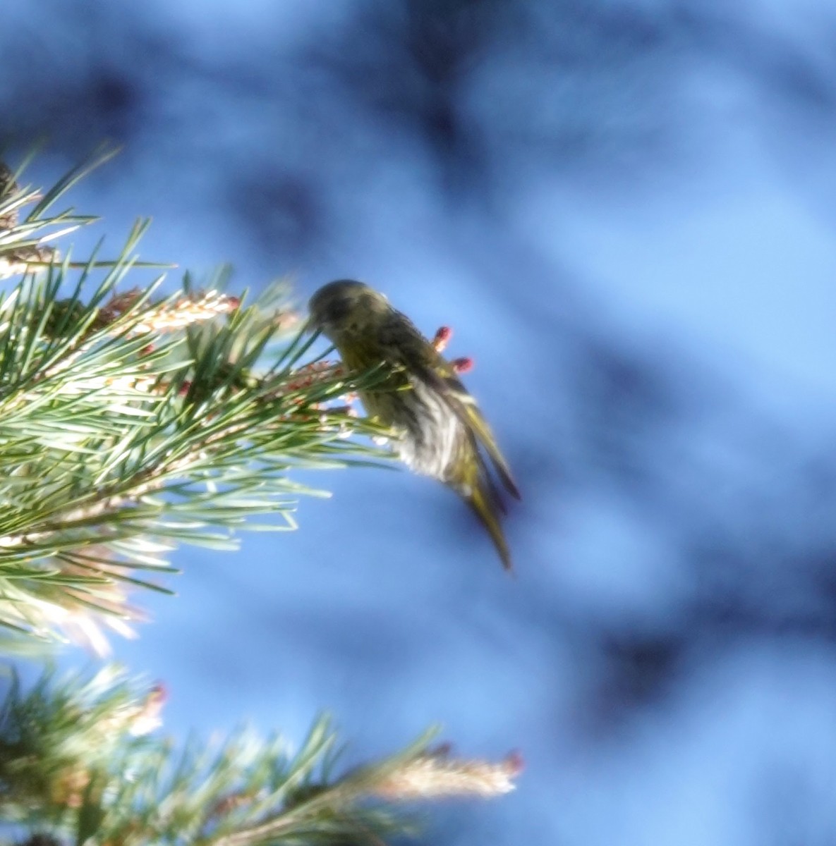 Эгэл ногоолзой - ML609131429