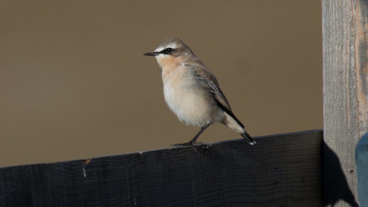 Northern Wheatear - ML609131444