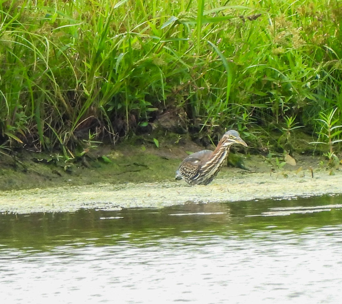 Green Heron - ML609131445