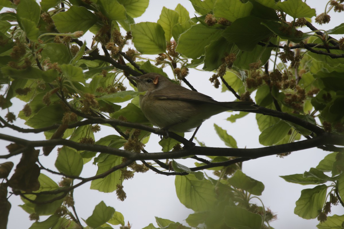 Бутны зэржгэнэ - ML609131448