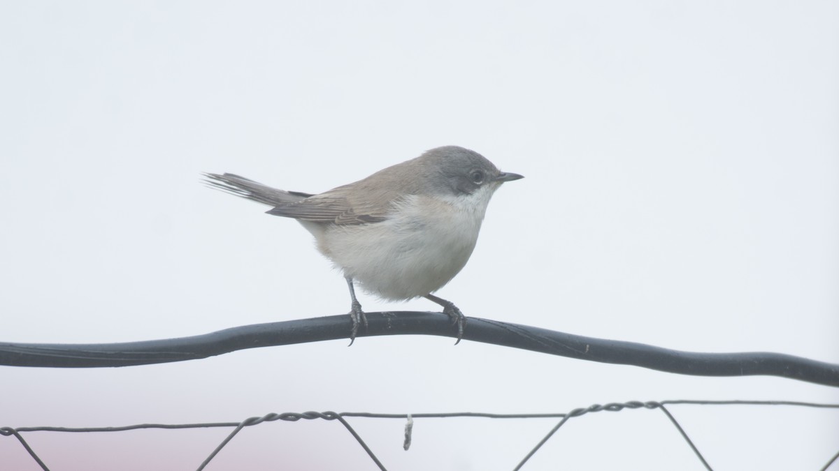 Lesser Whitethroat - ML609131459