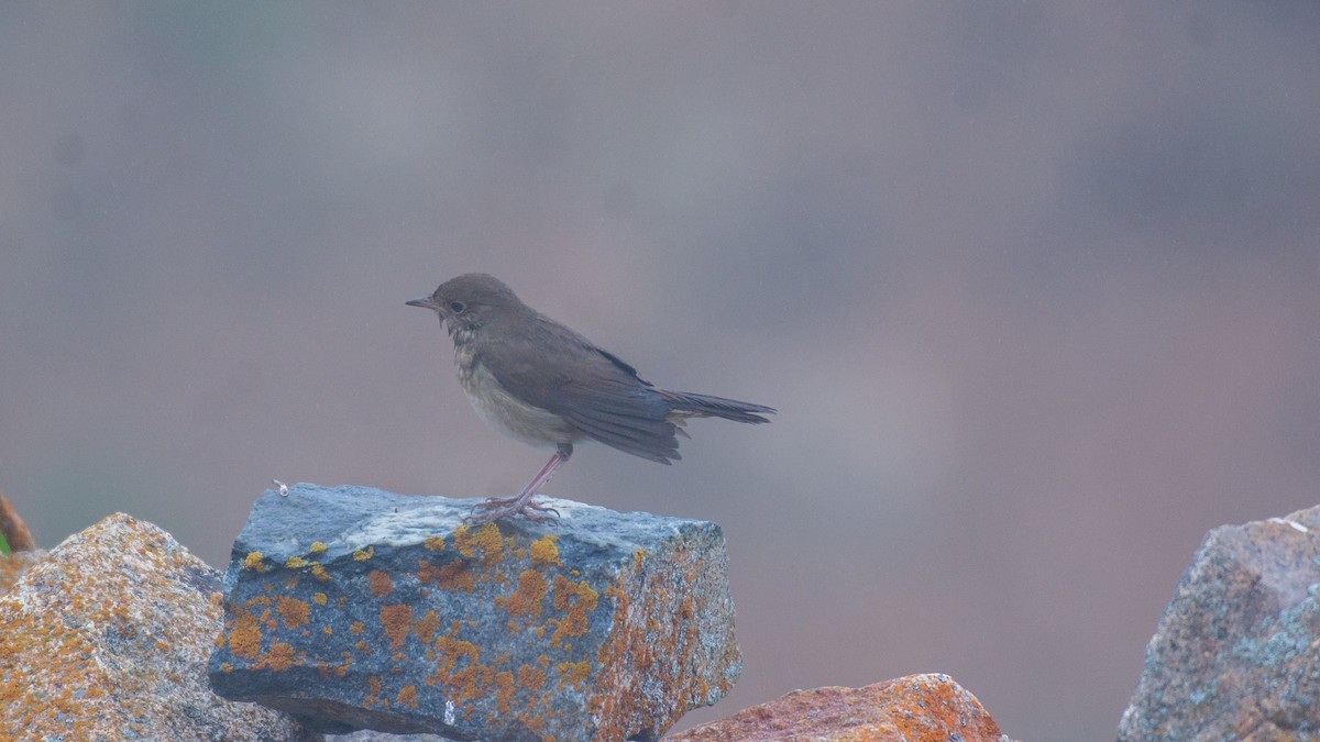 Great Reed Warbler - ML609131473