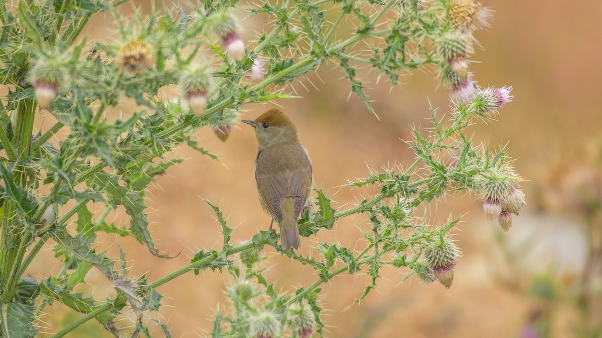 Eurasian Blackcap - ML609131486