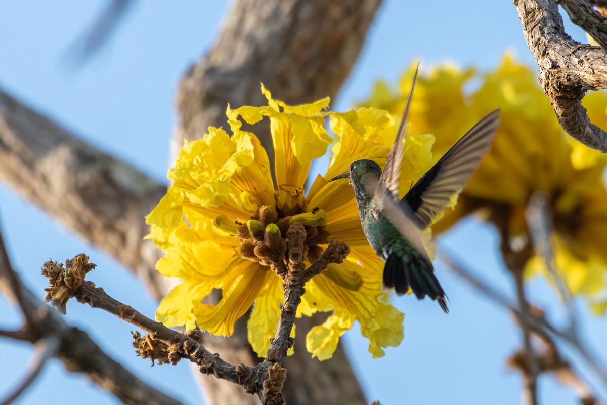 Glittering-throated Emerald - ML609131558